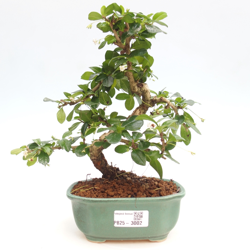Pokojová bonsai - Carmona macrophylla - Čaj fuki