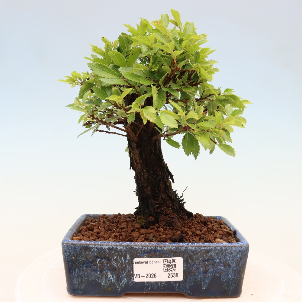 Venkovní bonsai - Zelkova - Zelkova NIRE