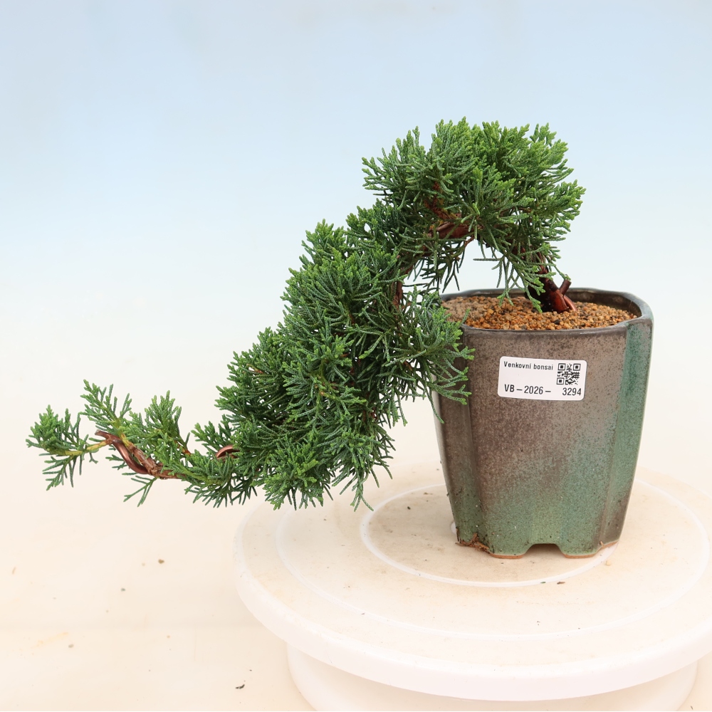 Venkovní bonsai - Juniperus chinensis Kishu -Jalovec čínský