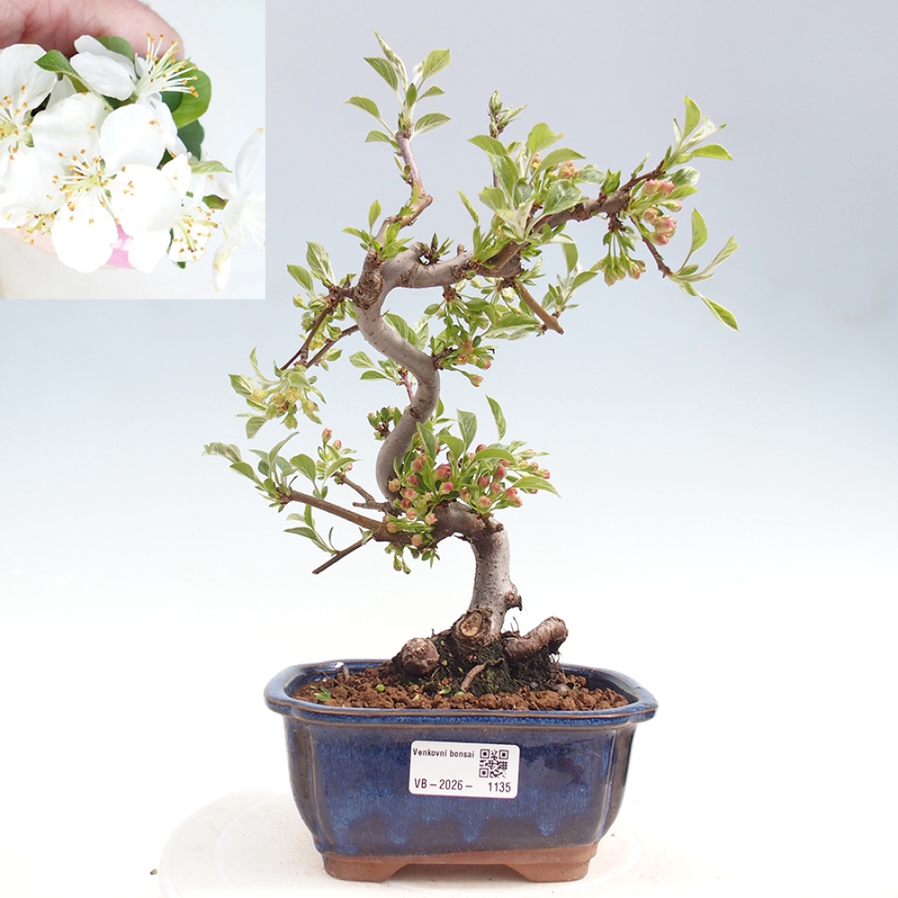 Venkovní bonsai - Malus sargentii -  Maloplodá jabloň