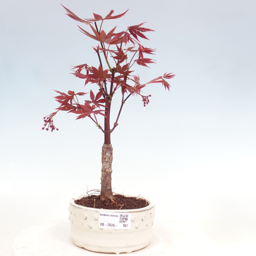 Venkovní bonsai - Acer palm. Atropurpureum-Javor dlanitolistý