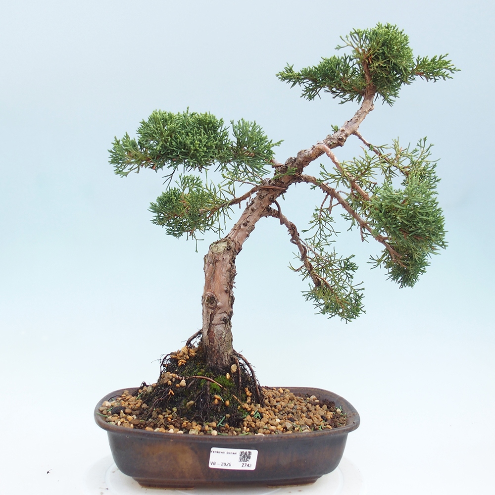 Venkovní bonsai - Juniperus chinensis Kishu -Jalovec čínský