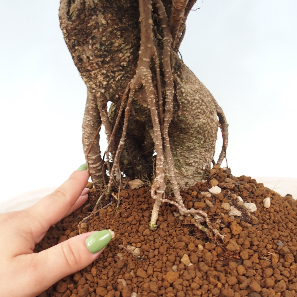 Pokojová bonsai - Ficus kimmen -  malolistý fíkus - POUZE OSOBNÍ ODBĚR nebo paletová přeprava
