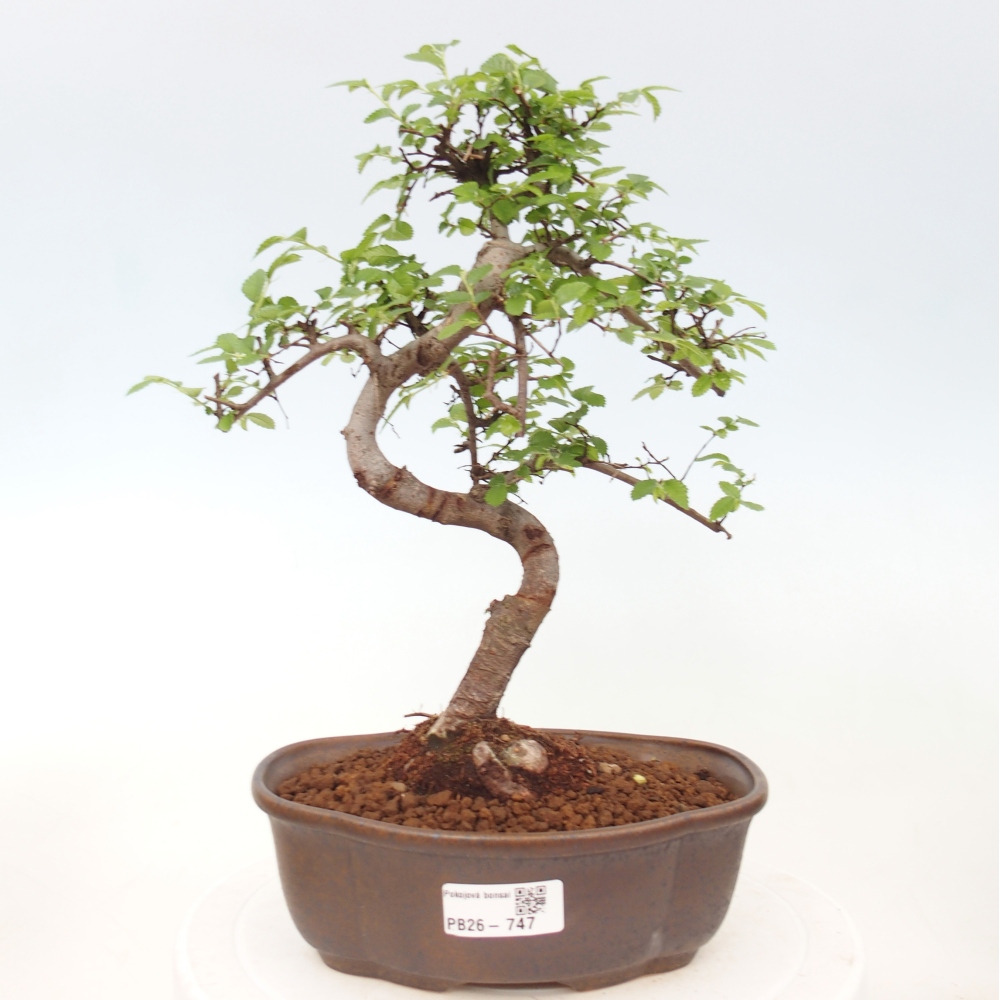 Pokojová bonsai - Ulmus parvifolia - Malolistý jilm