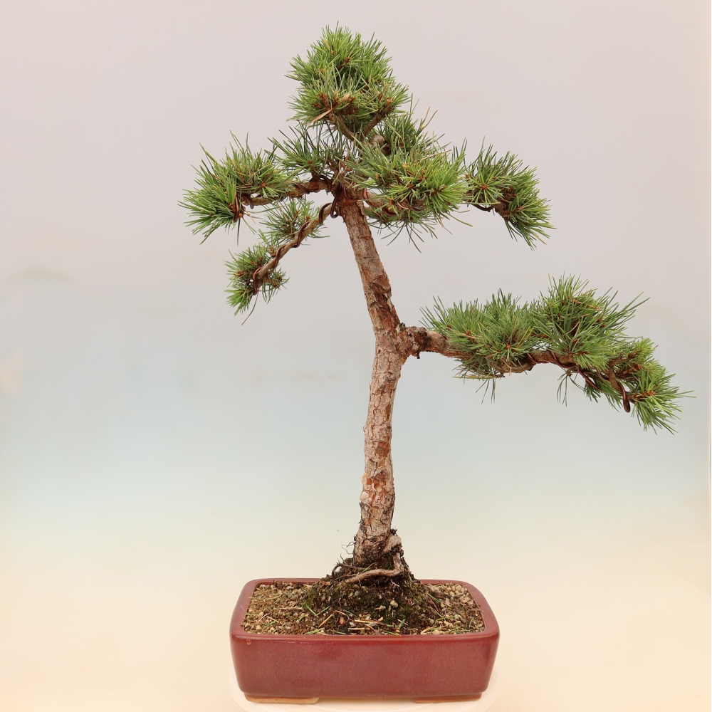 Venkovní bonsai - Pinus Sylvestris Watererri - Borovice lesní