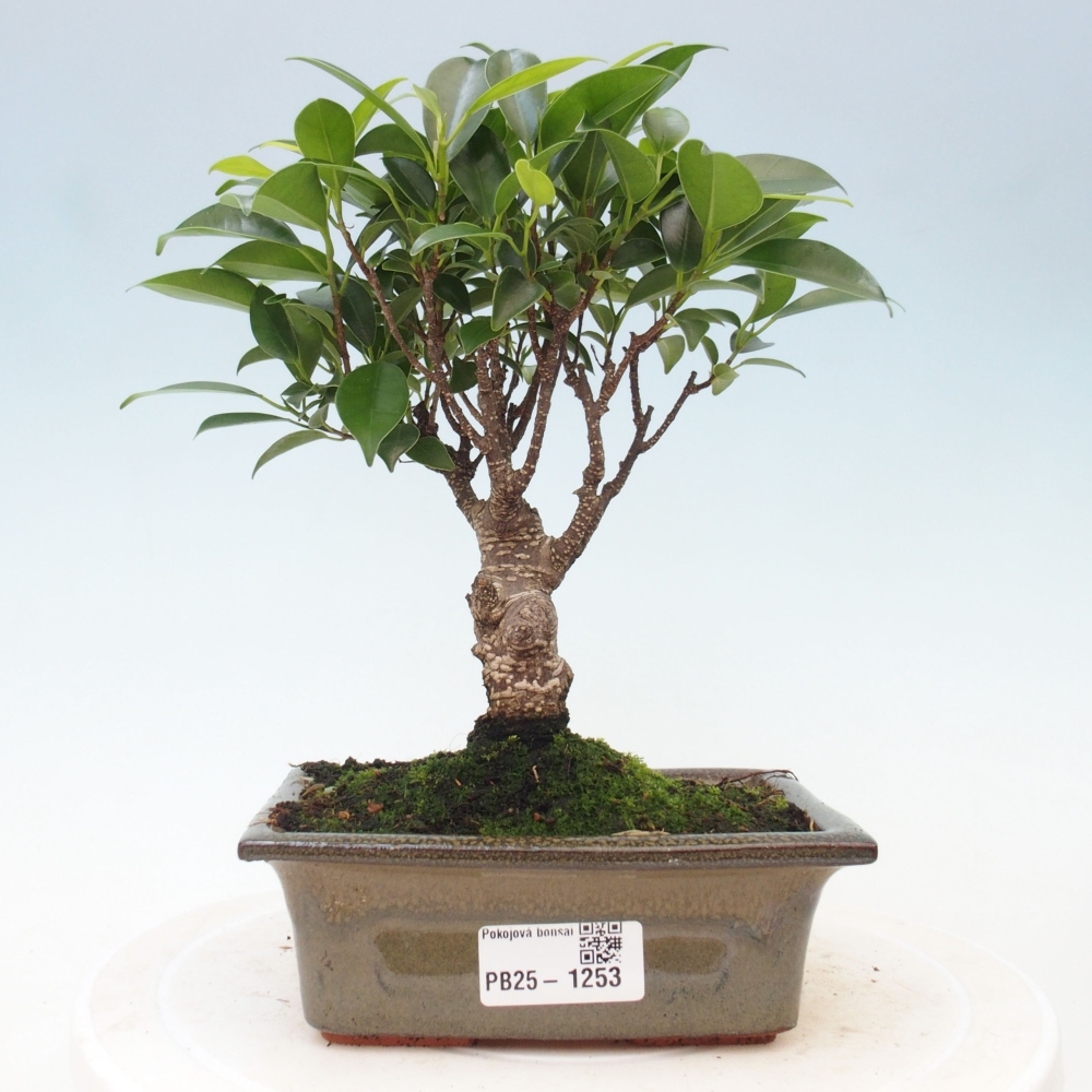 Pokojová bonsai - Ficus retusa -  malolistý fíkus