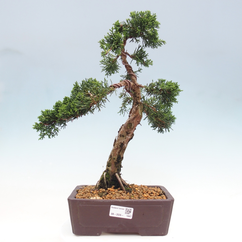 Venkovní bonsai - Juniperus chinensis Kishu -Jalovec čínský