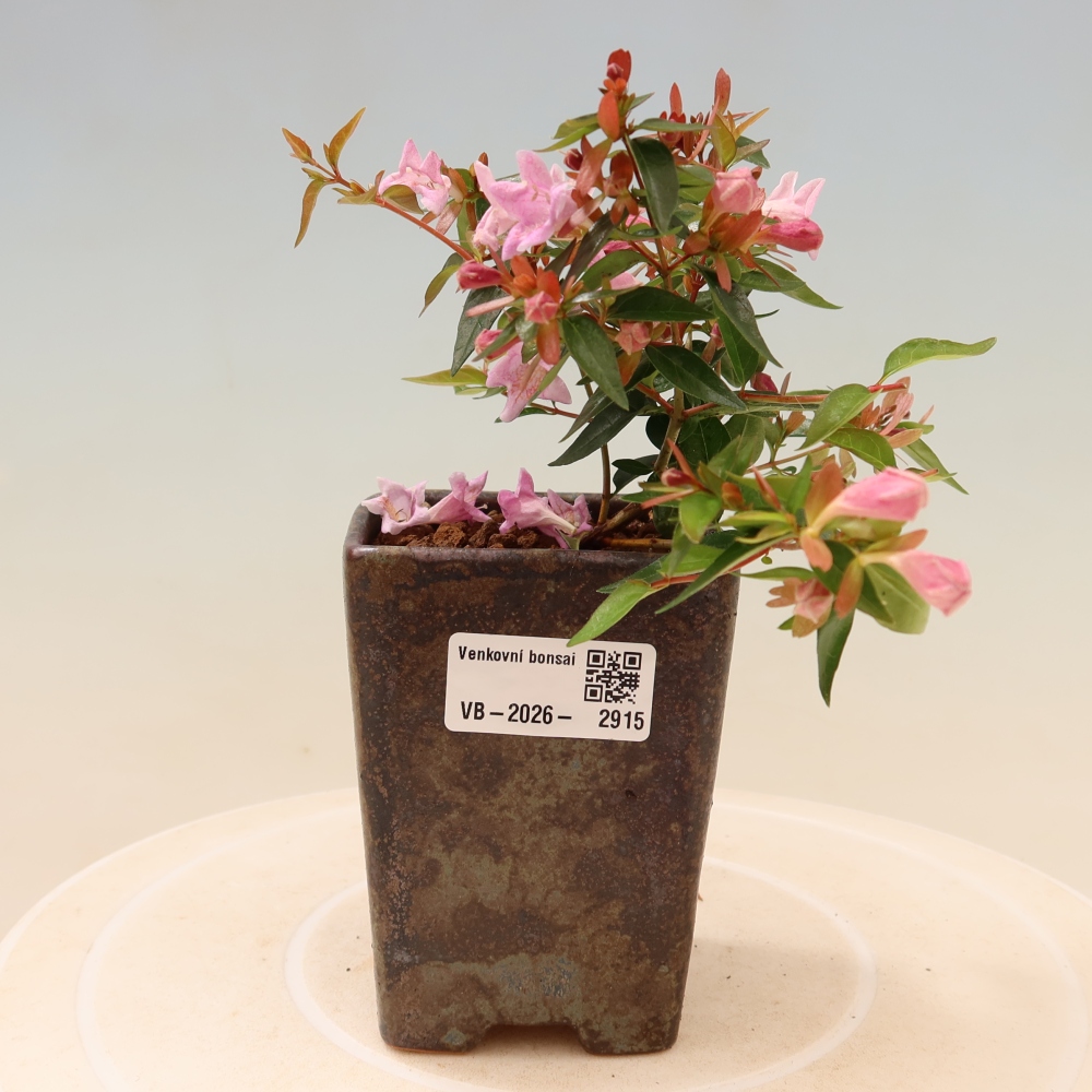 Venkovní bonsai - Abelia Edward Goucher - Abélie velkokvětá