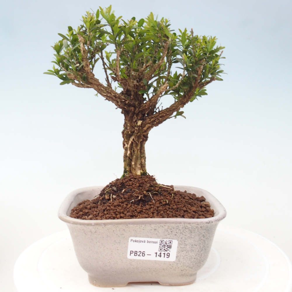 Pokojová bonsai - Buxus harlandii -korkový buxus