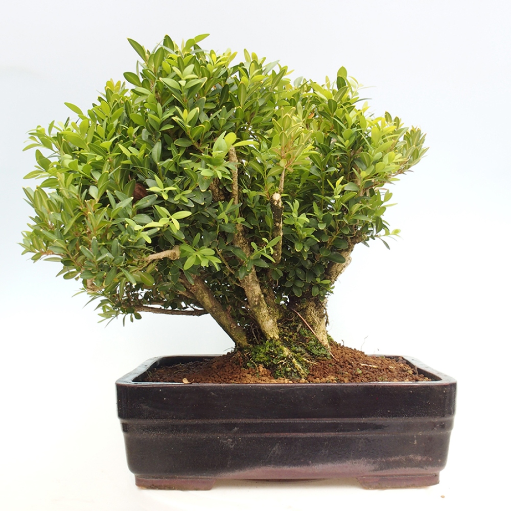 Venkovní bonsai - Buxus sempervirens - zimostráz