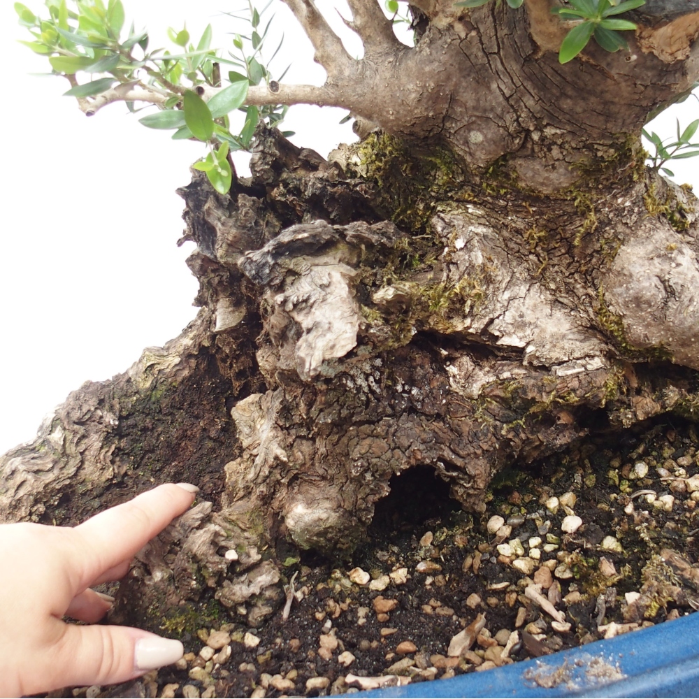 Pokojová bonsai - Olea europaea sylvestris -Oliva evropská drobnolistá