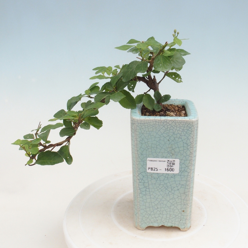Pokojová bonsai - Grewia occidentalis - Hvězdice levandulová