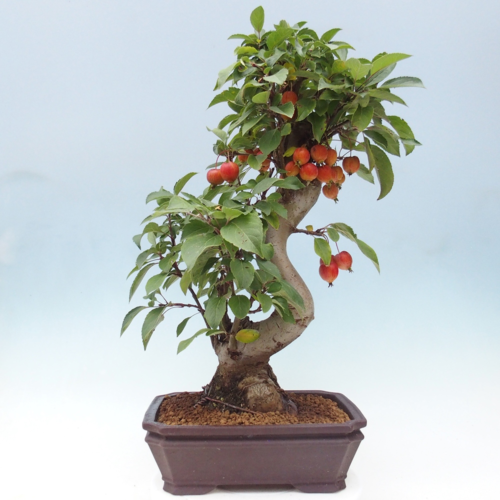 Venkovní bonsai -Malus halliana - Maloplodá jabloň