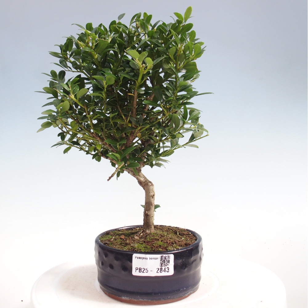 Pokojová bonsai - Ilex crenata - Cesmína