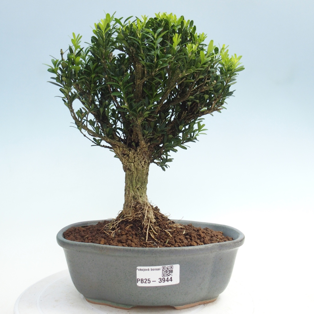 Pokojová bonsai - Buxus harlandii - korkový buxus