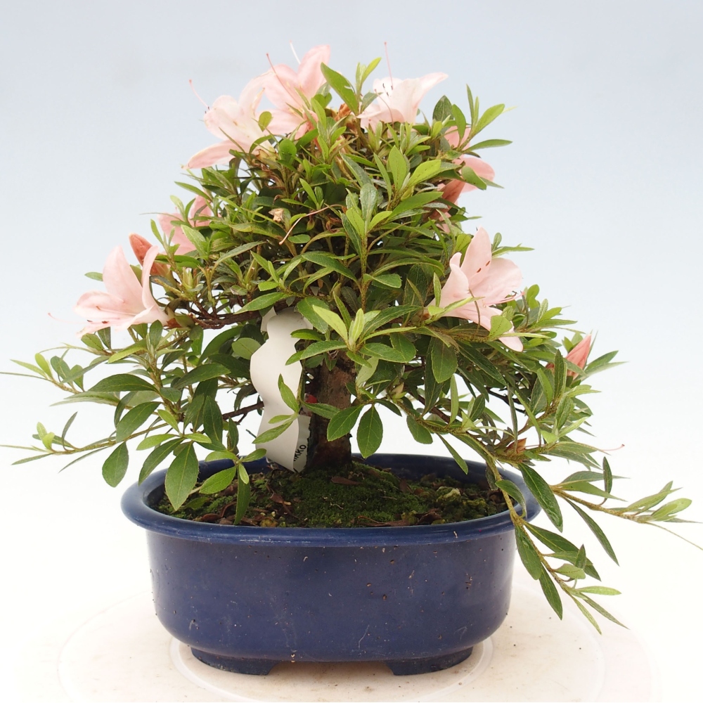 Venkovní bonsai - Japonská azalka - Azalea Nikko