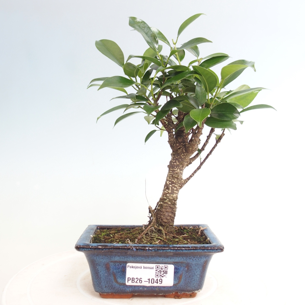 Pokojová bonsai Ficus retusa kimmen