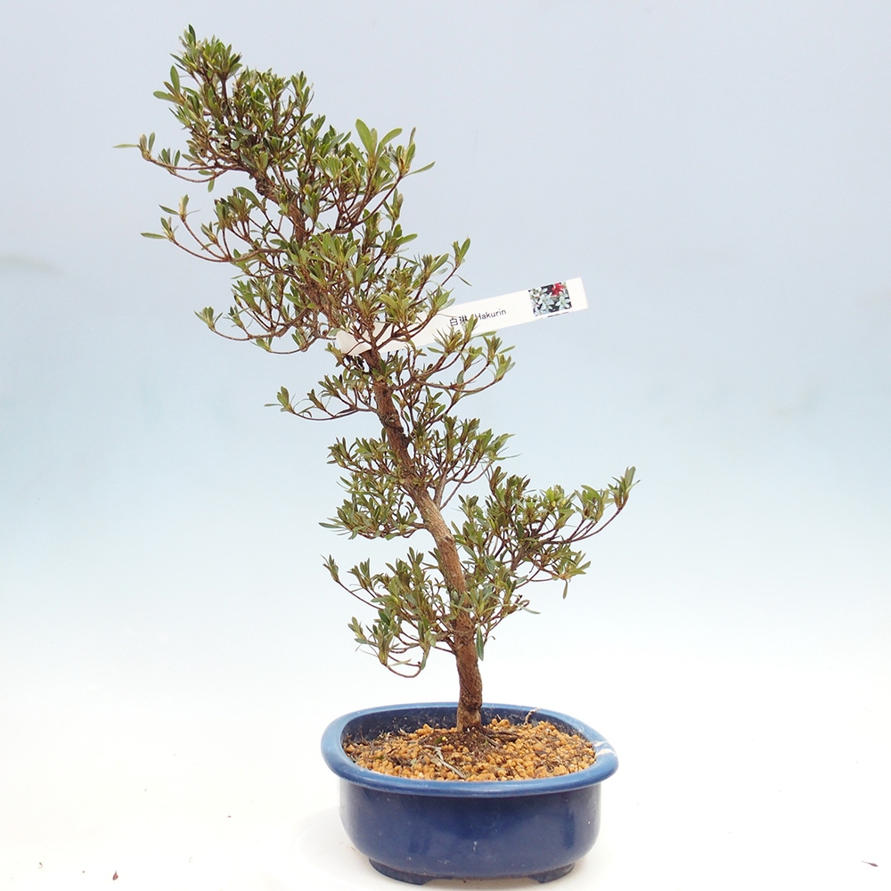Venkovní bonsai - Japonská azalka - Azalea Hakurin