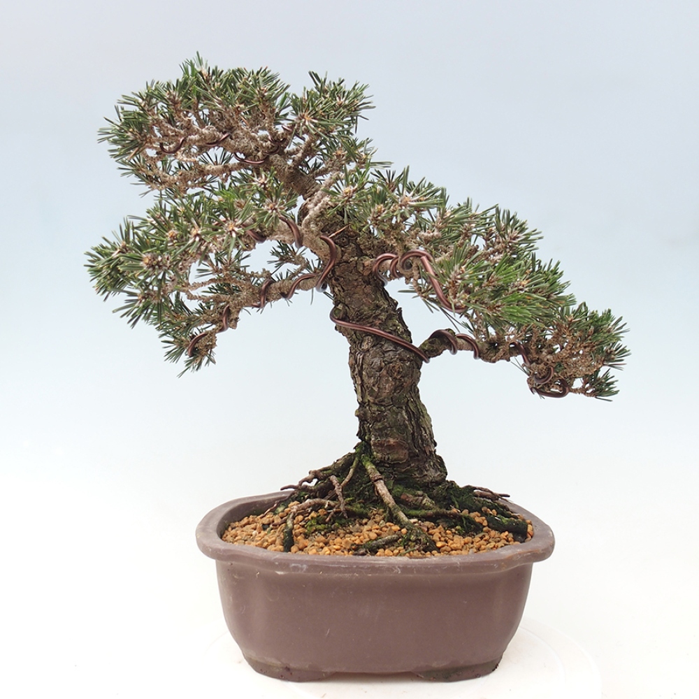 Venkovní bonsai - Pinus thunbergii Kotobuki - Borovice thunbergova