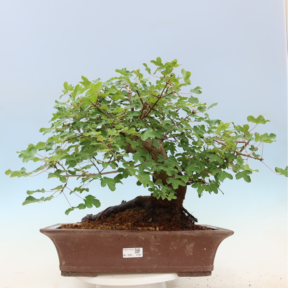 Venkovní bonsai -Javor babyka - Acer campestre