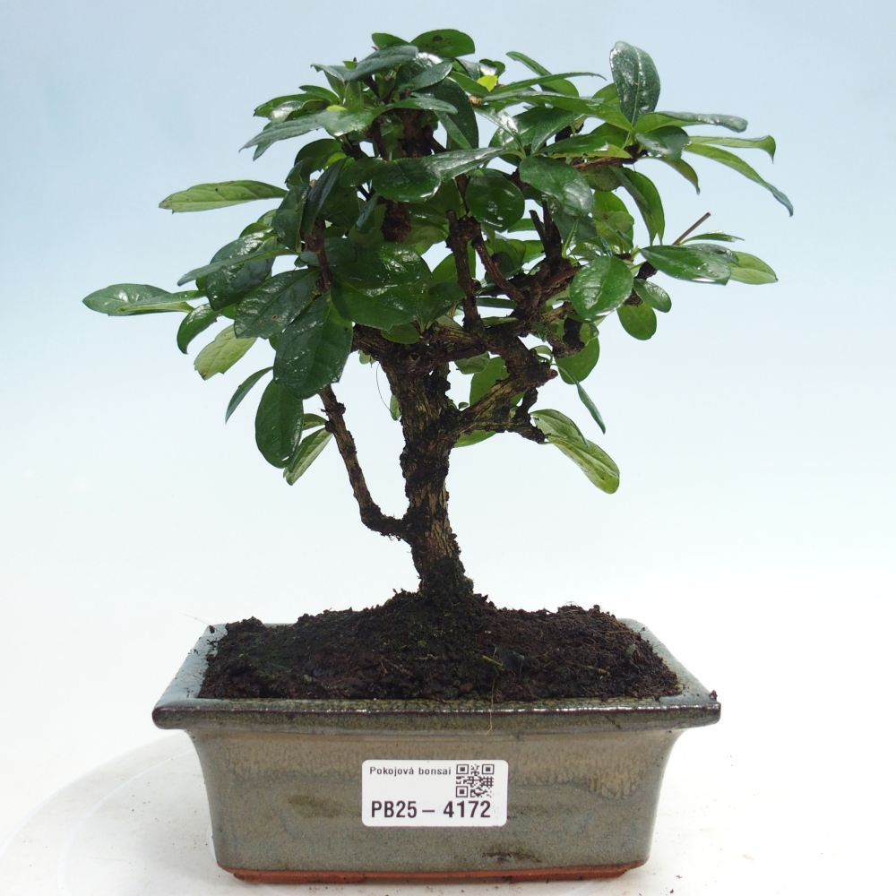Pokojová bonsai - Carmona macrophylla - Čaj fuki