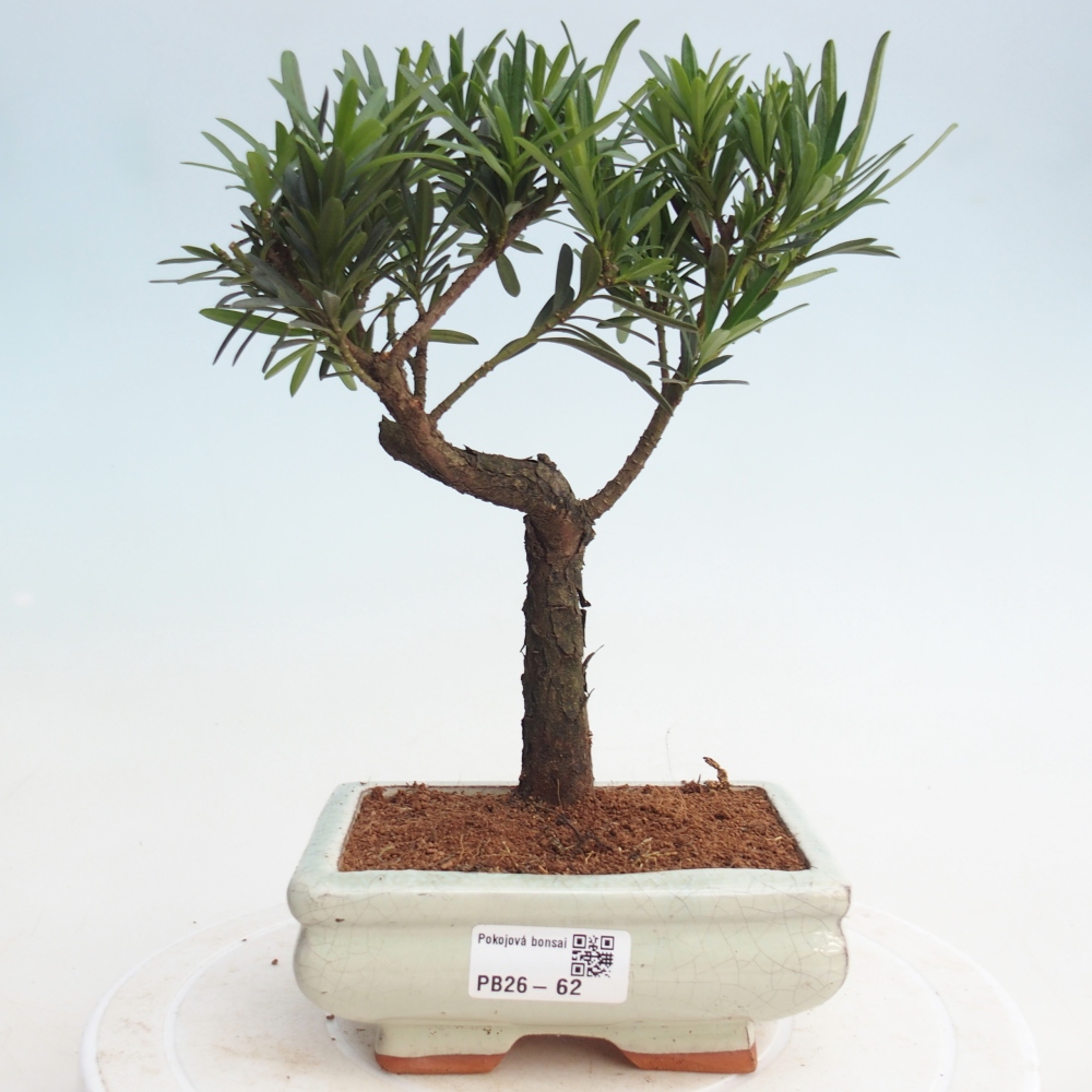Pokojová bonsai - Podocarpus - Kamenný tis