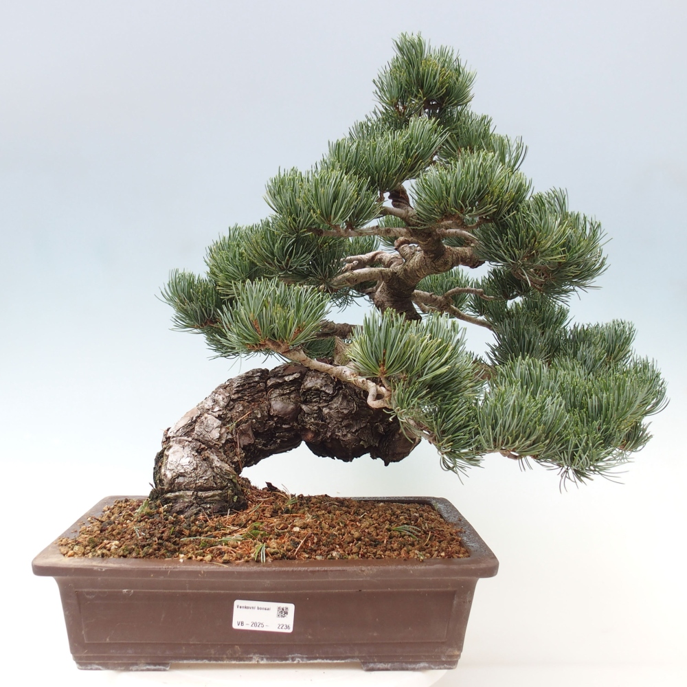 Venkovní bonsai - Pinus parviflora - Borovice drobnokvětá