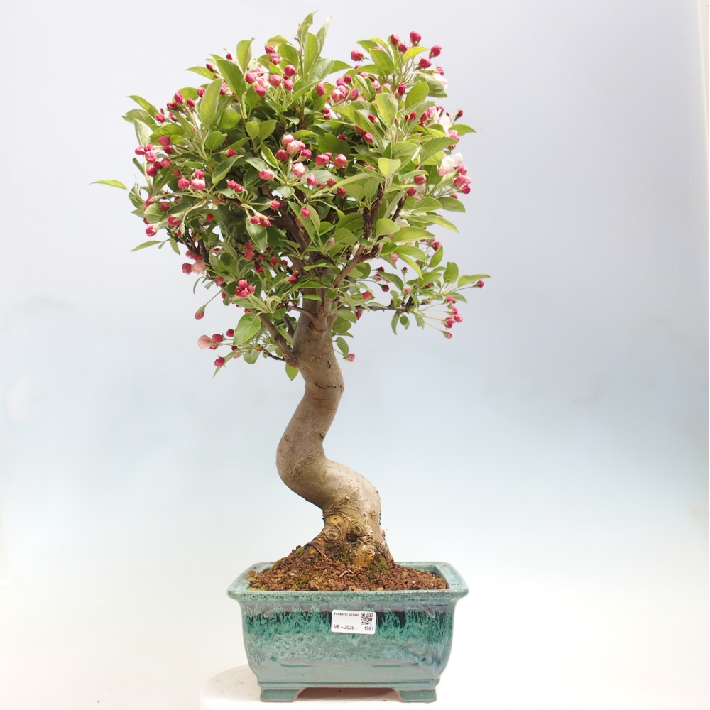 Venkovní bonsai -Malus halliana - Maloplodá jabloň