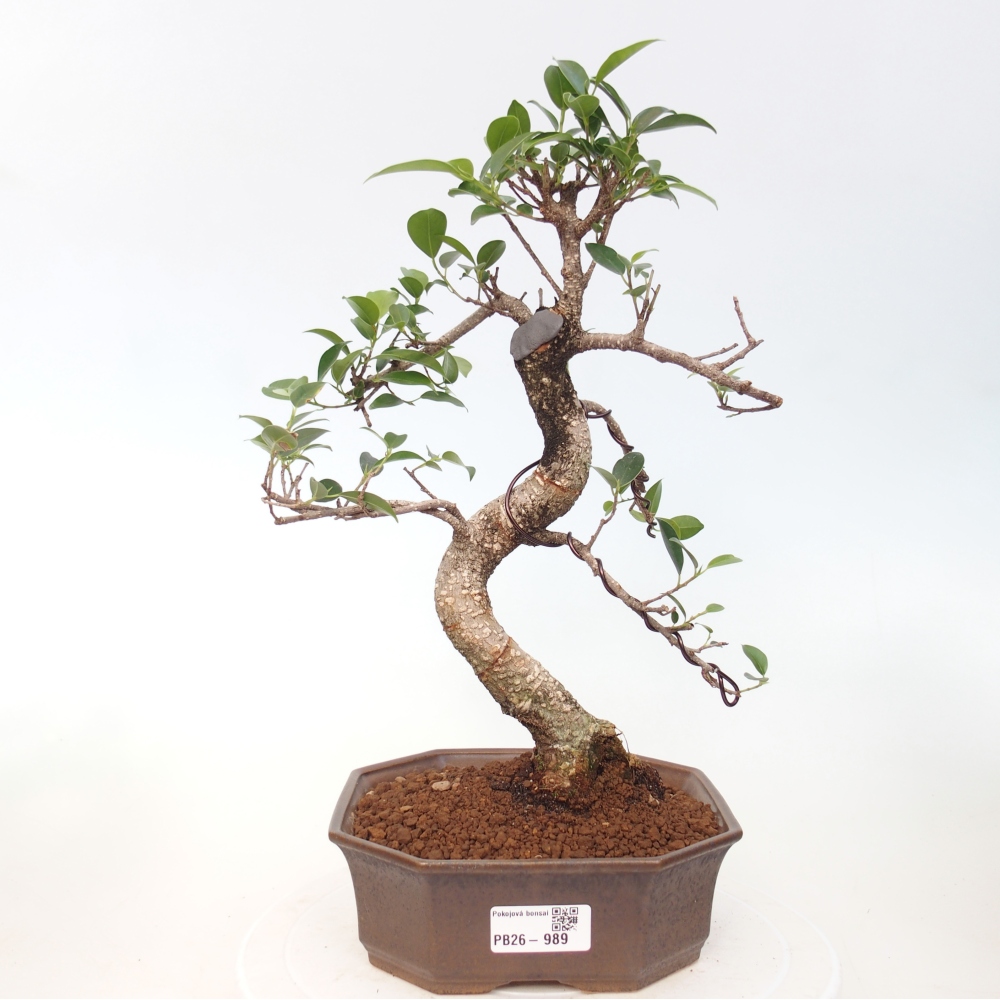 Pokojová bonsai - Ficus retusa -  malolistý fíkus