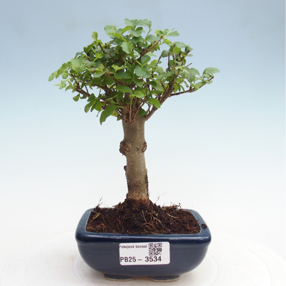 Pokojová bonsai -Ligustrum chinensis - Ptačí zob