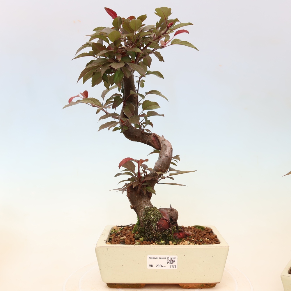 Venkovní bonsai -Malus domestica - Maloplodá jabloň červenolistá