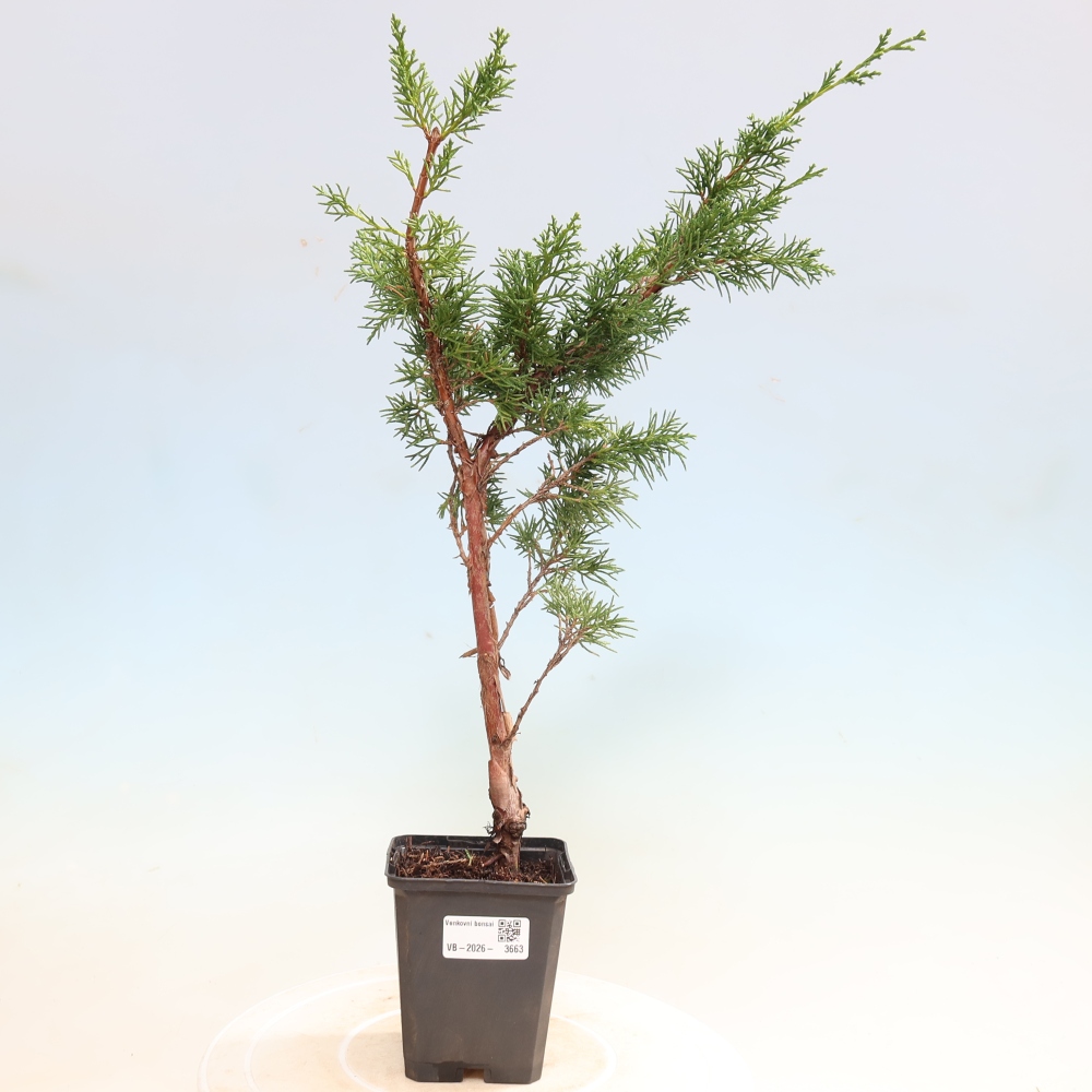Venkovní bonsai - Juniperus chinensis Kishu -Jalovec čínský