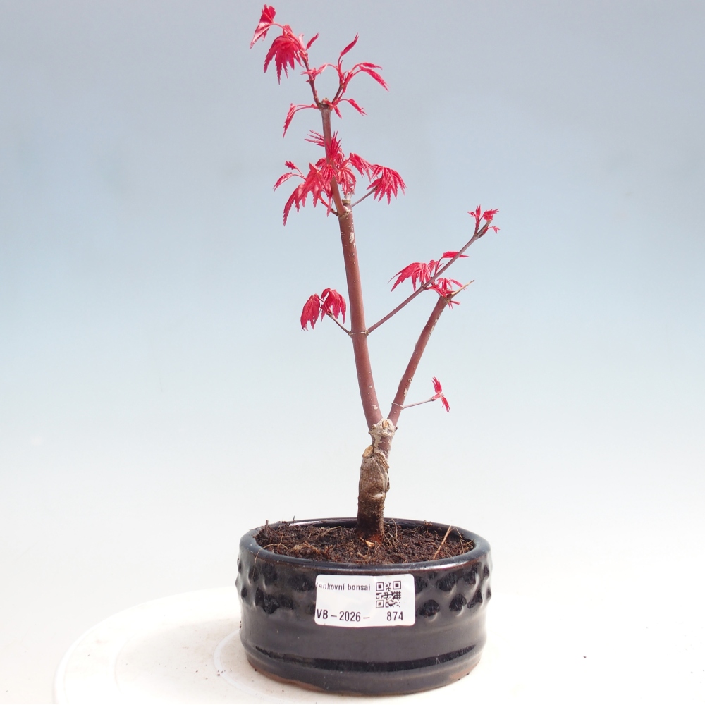 Venkovní bonsai - Javor dlanitolistý - Acer palmatum DESHOJO