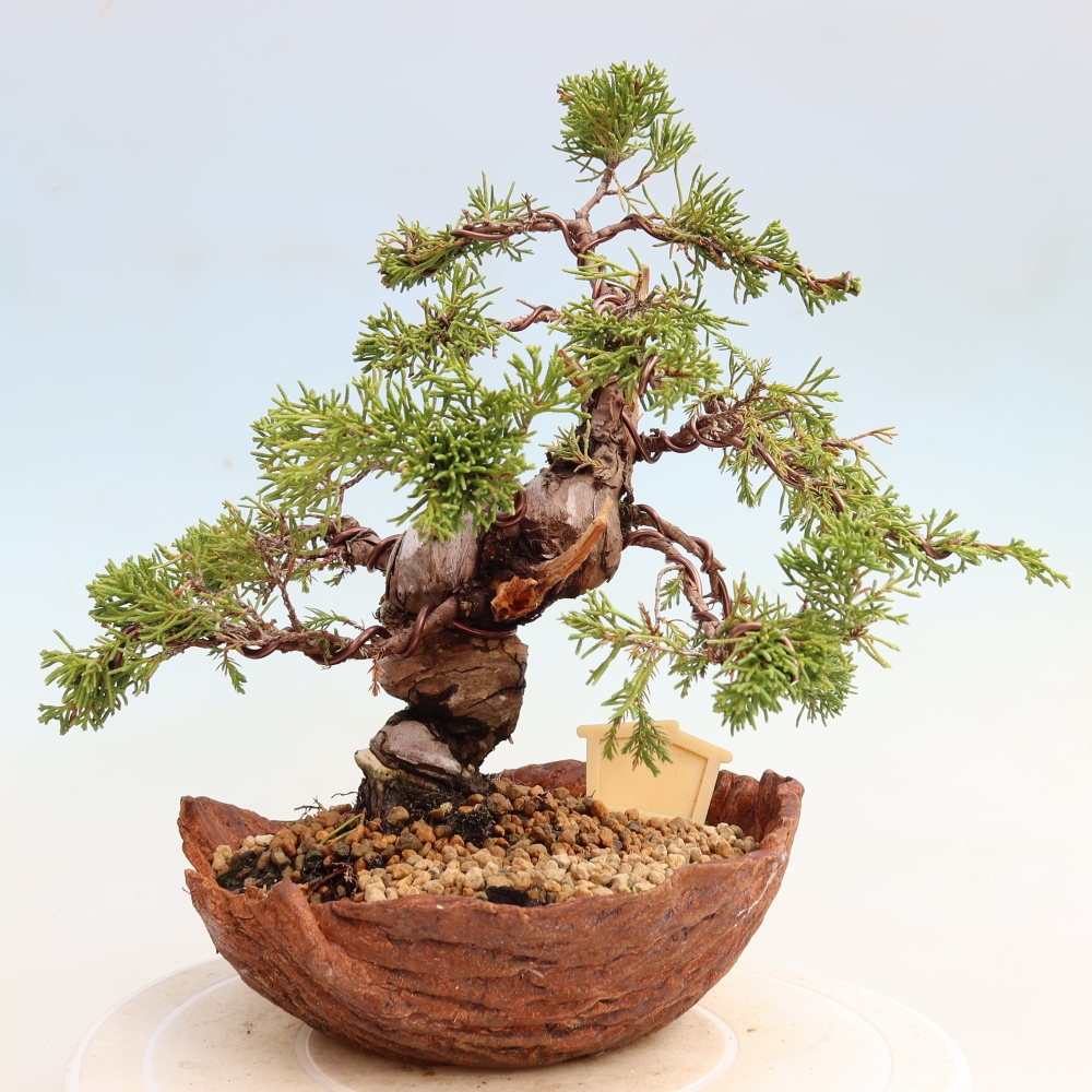 Venkovní bonsai - Juniperus chinensis Itoigawa-Jalovec čínský