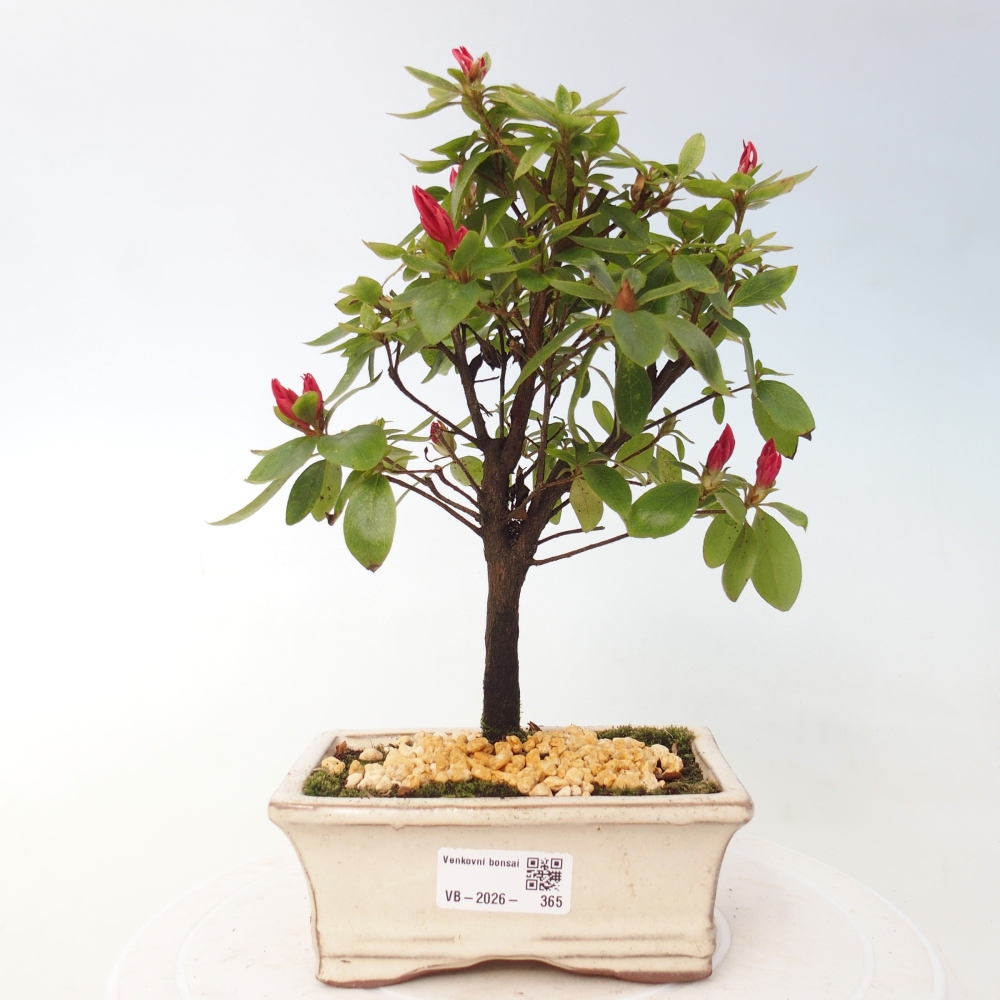 Venkovní bonsai - Japonská azalka - Azalea sp.