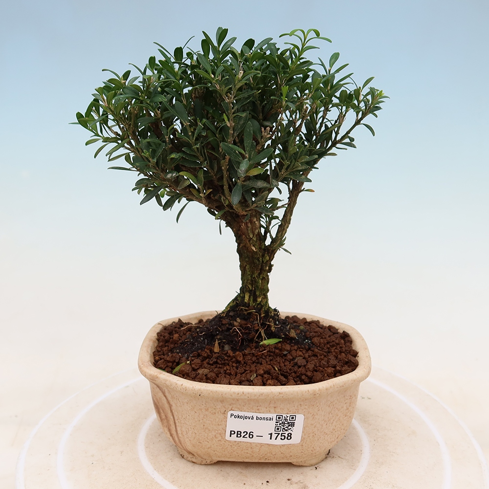 Pokojová bonsai - Buxus harlandii -korkový buxus