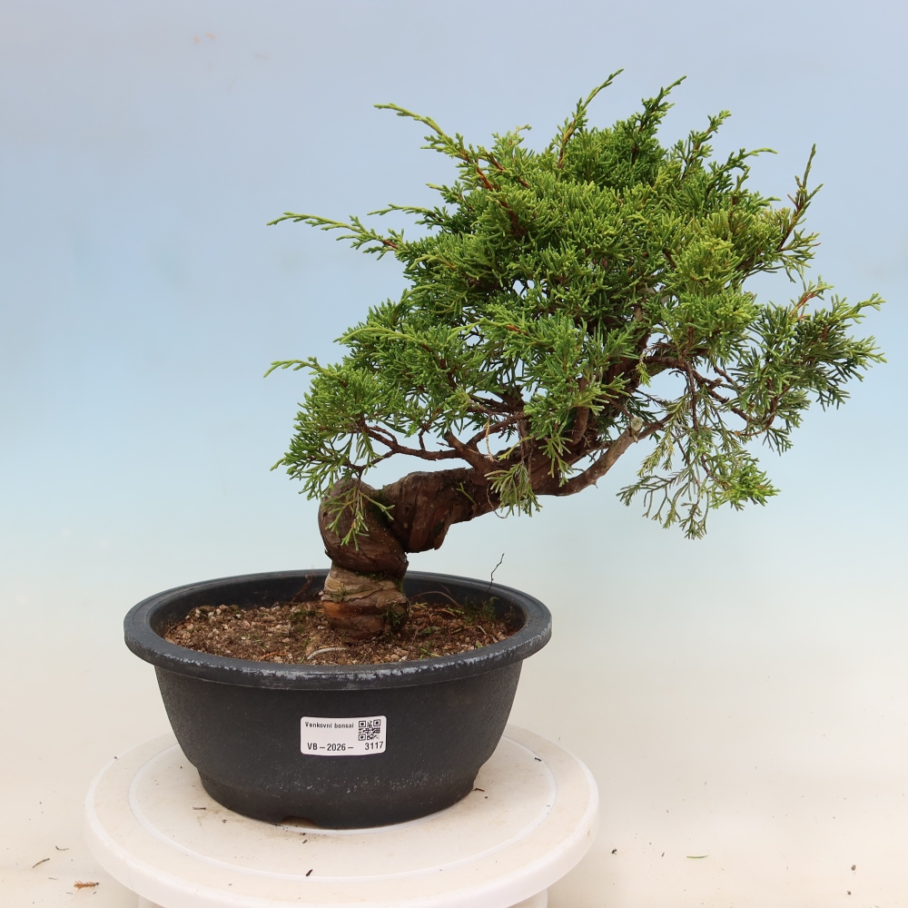 Venkovní bonsai - Juniperus chinensis Itoigawa-Jalovec čínský