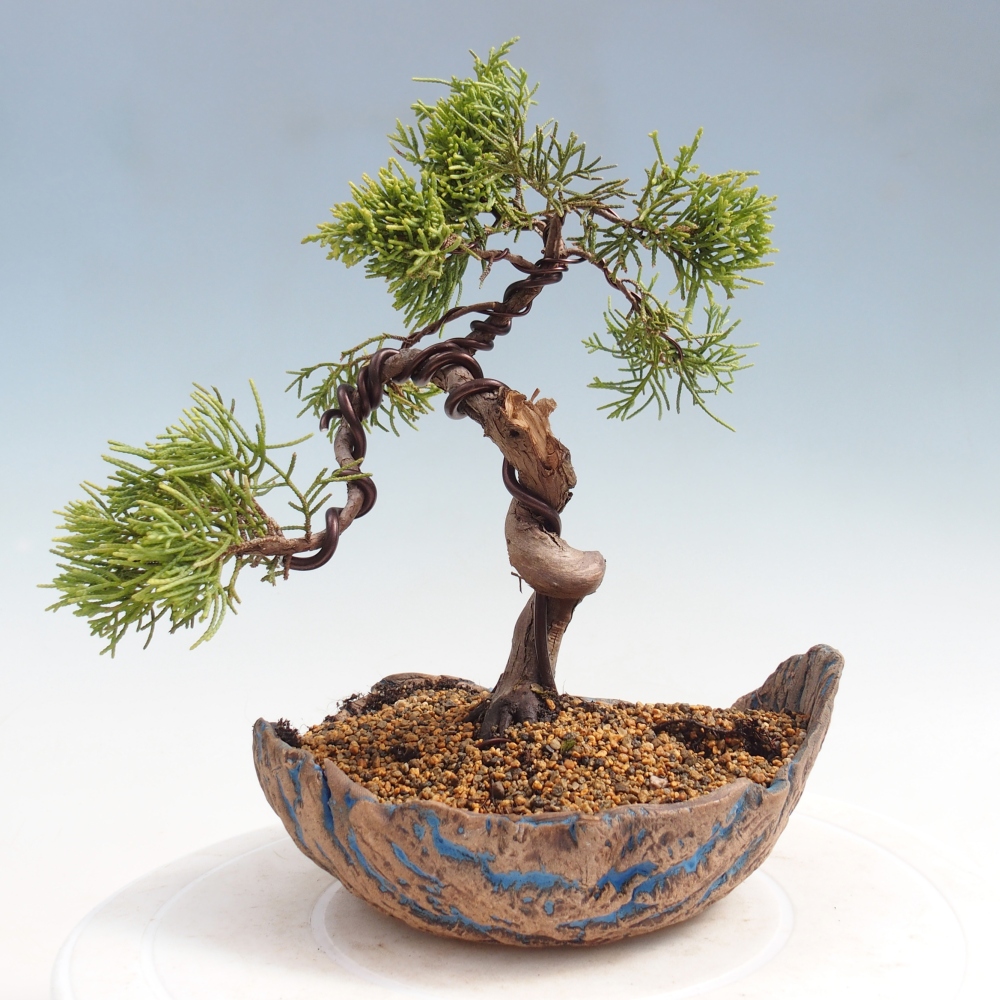 Venkovní bonsai - Juniperus chinensis Kishu -Jalovec čínský