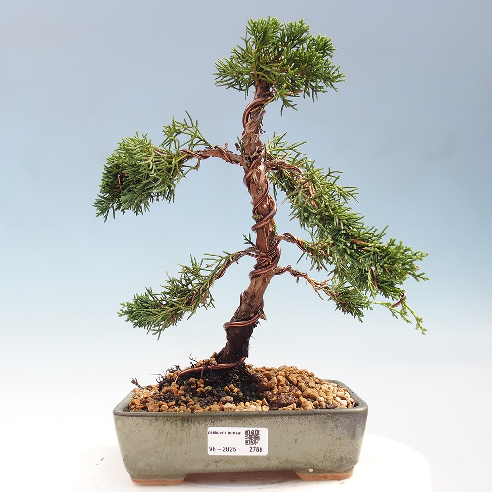 Venkovní bonsai - Juniperus chinensis Kishu -Jalovec čínský
