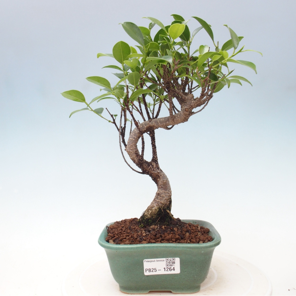 Pokojová bonsai - Ficus retusa -  malolistý fíkus
