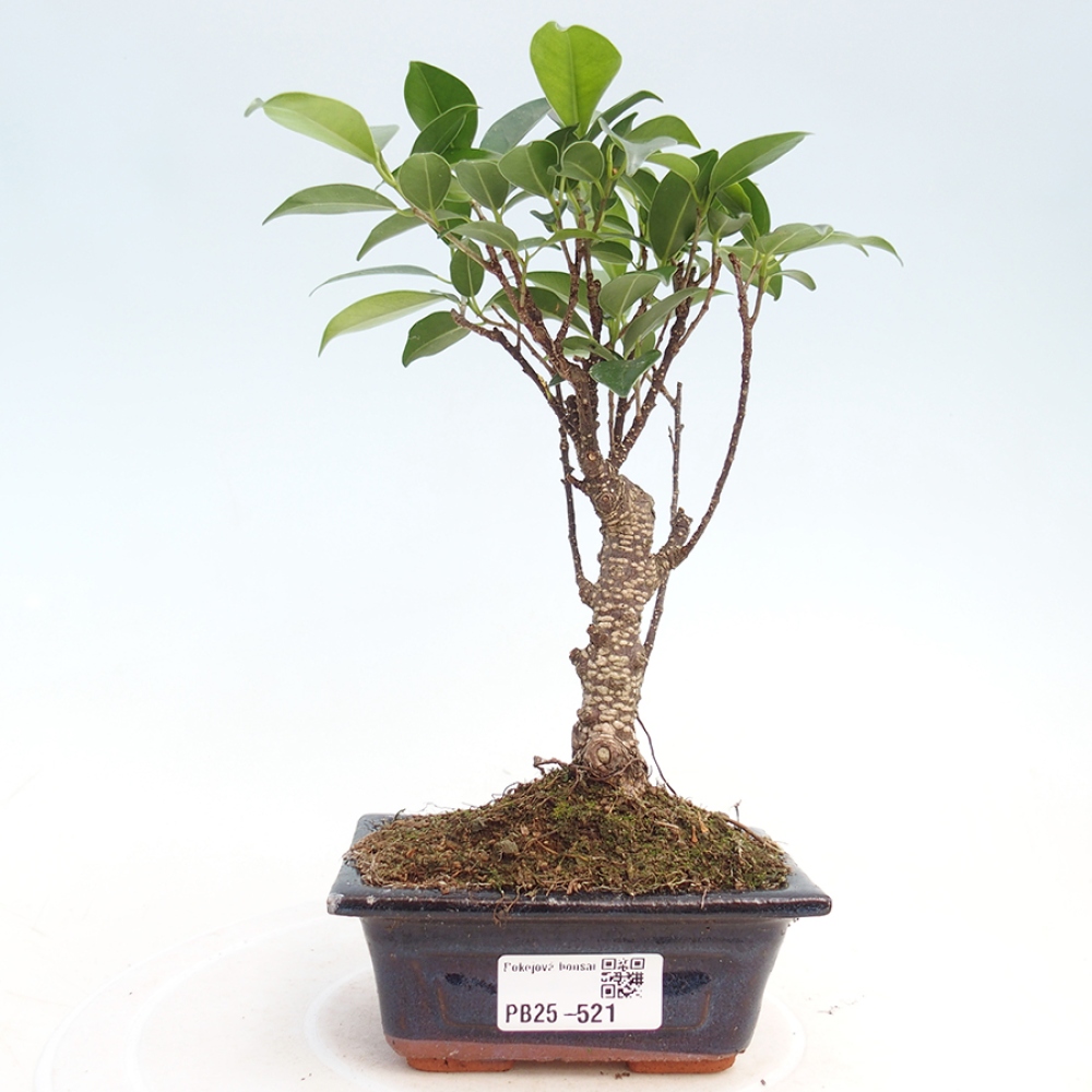 Pokojová bonsai Ficus retusa kimmen