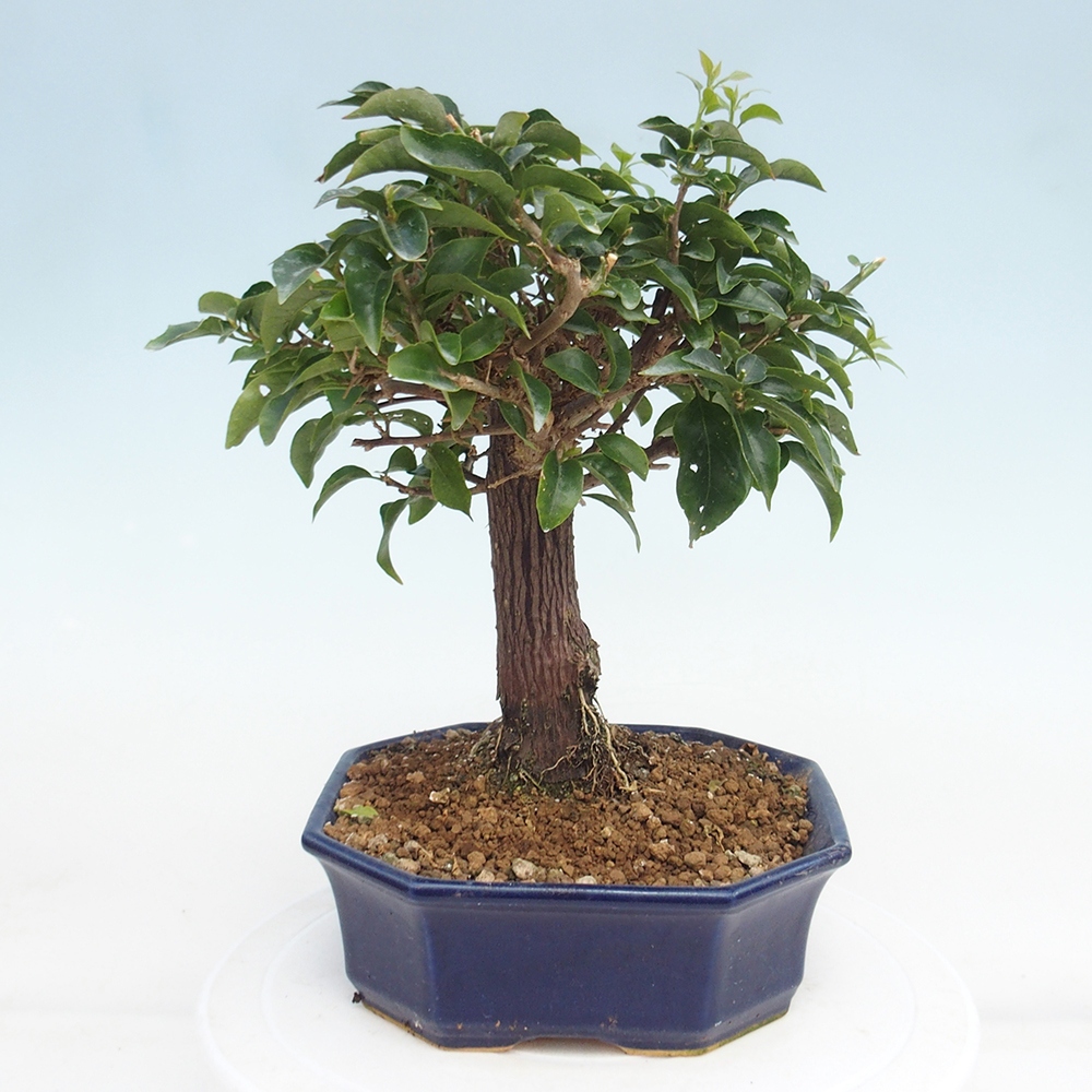 Pokojová bonsai - Bouganwilea