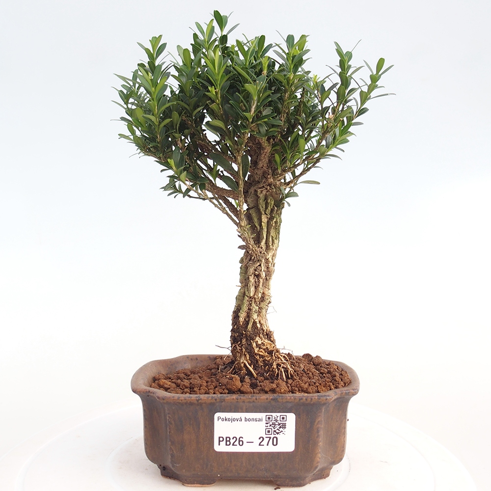 Pokojová bonsai - Buxus harlandii -korkový buxus