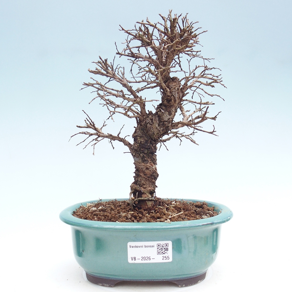 Venkovní bonsai - Zelkova - Zelkova NIRE