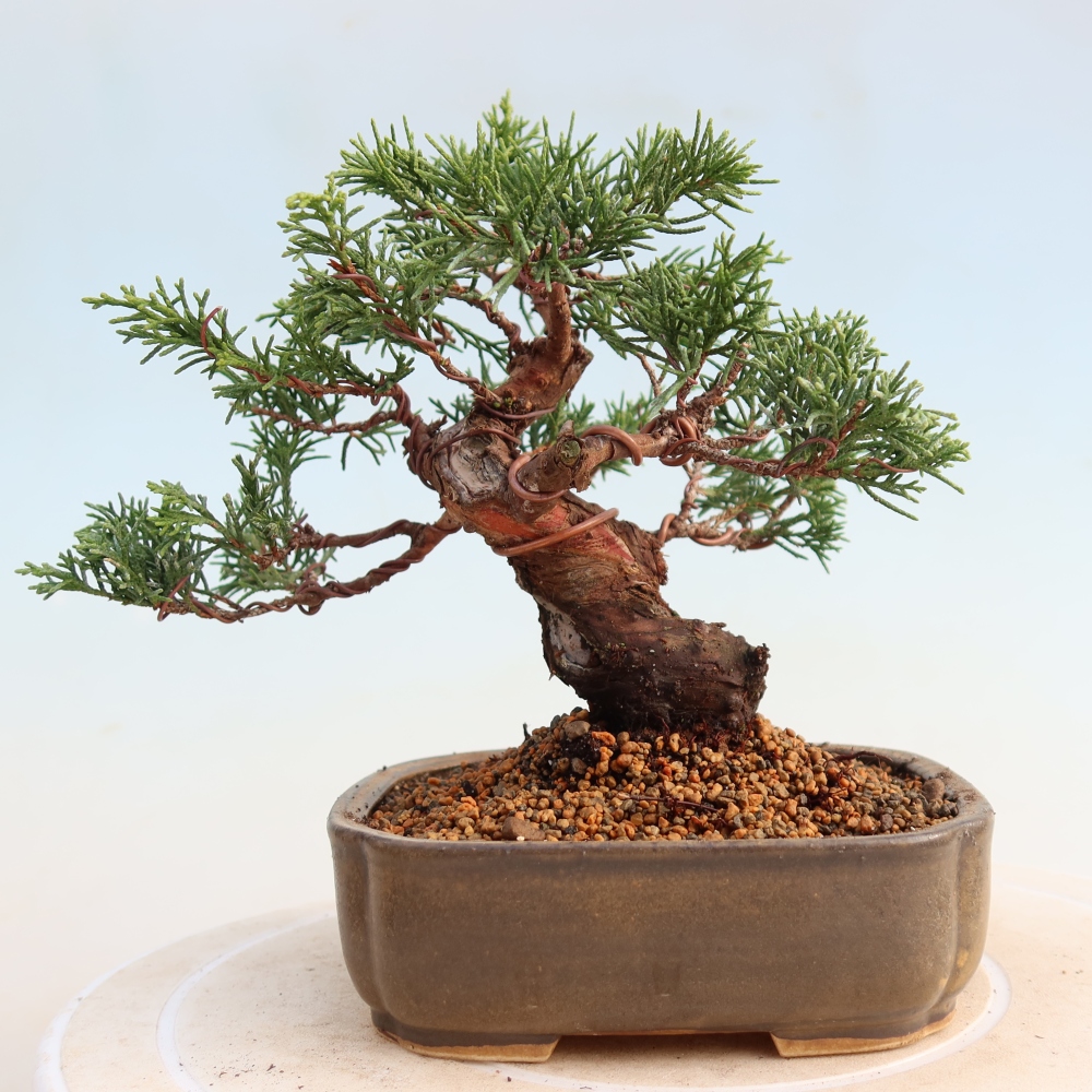 Venkovní bonsai - Juniperus chinensis Itoigawa -Jalovec čínský