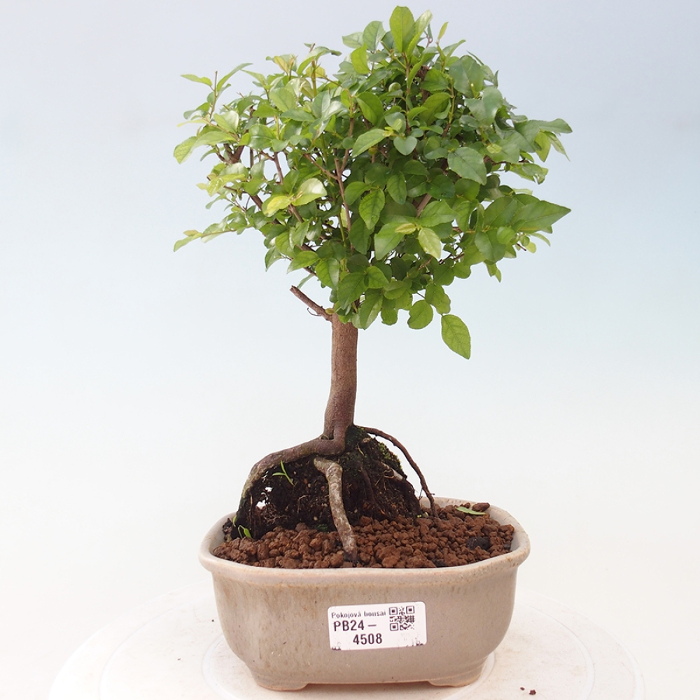 Pokojová bonsai - Sagerécie thea - Sagerécie thea