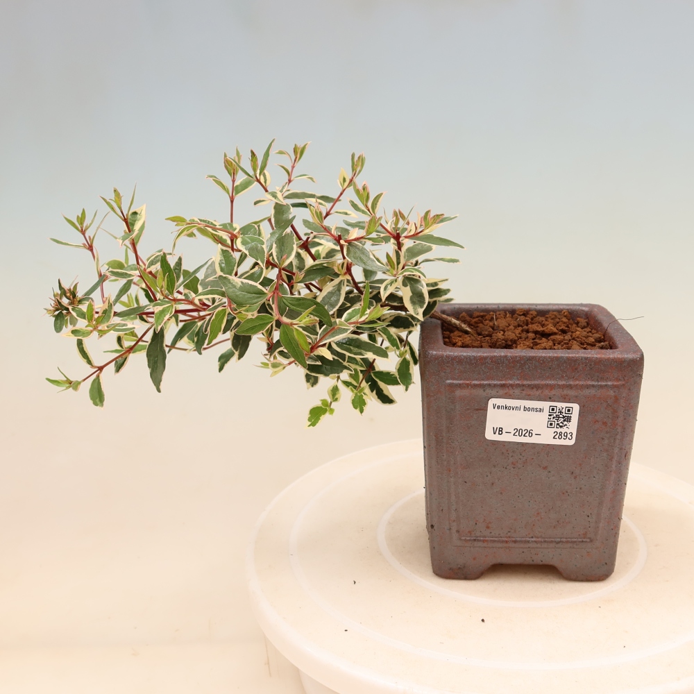 Venkovní bonsai - Abelia gr. Confetti - Abélie velkokvětá