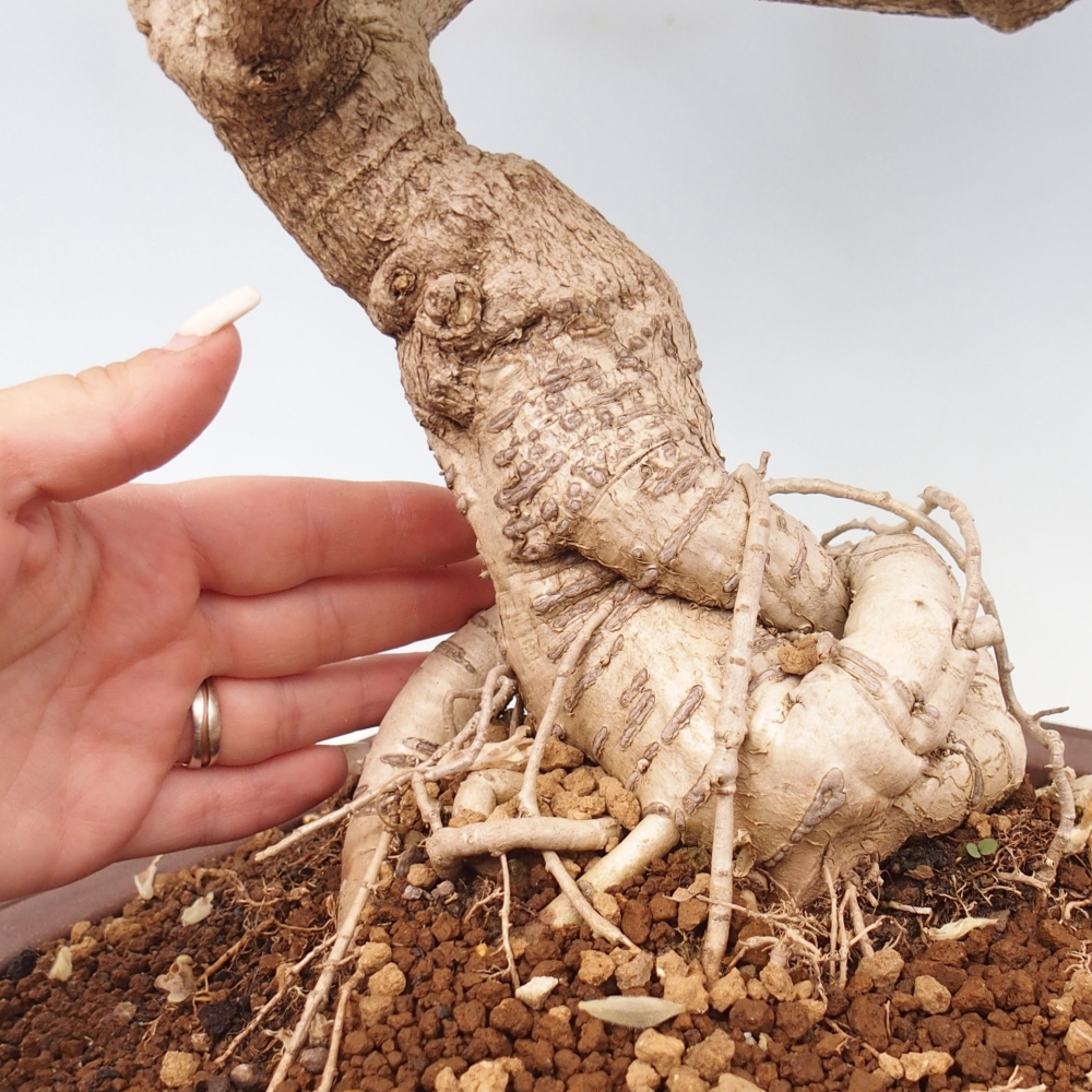 Venkovní bonsai - Vistarie  - Wisteria 