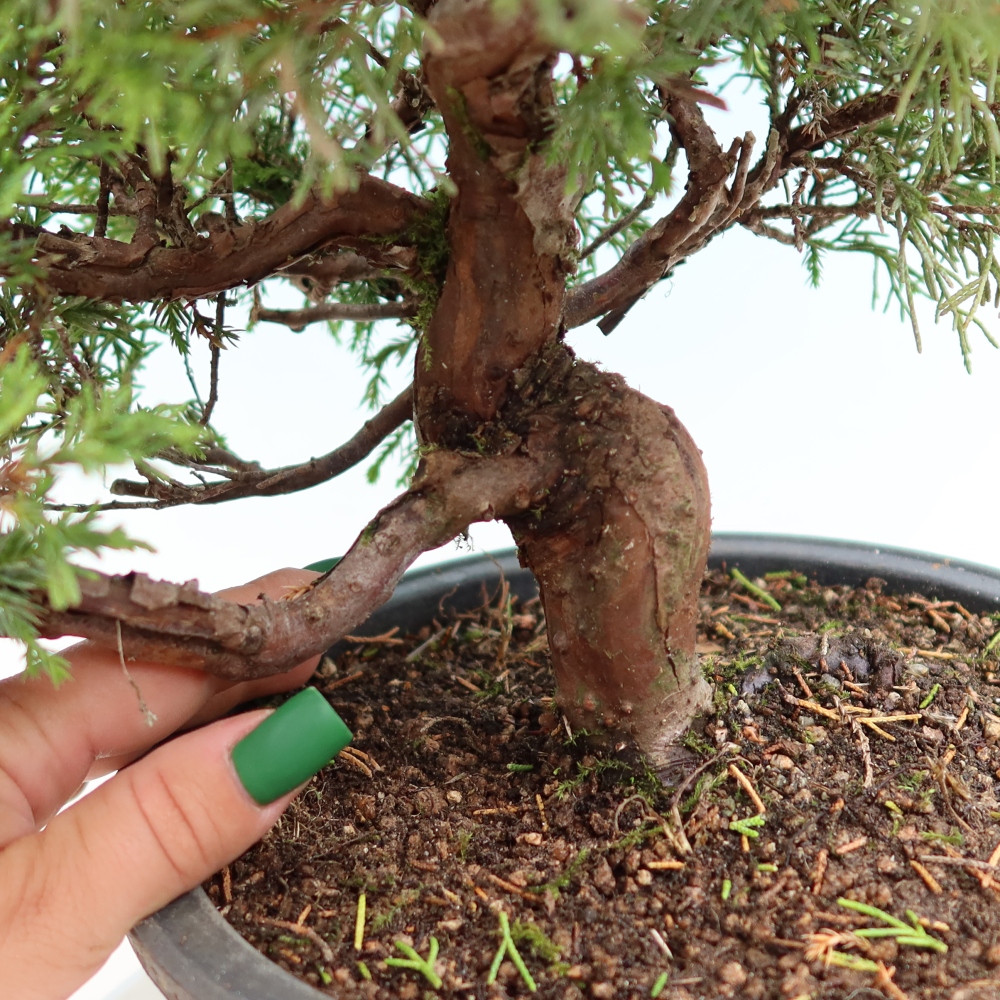 Venkovní bonsai - Juniperus chinensis Itoigawa-Jalovec čínský