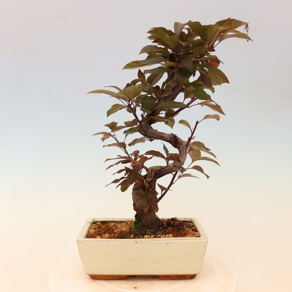 Venkovní bonsai -Malus domestica - Maloplodá jabloň červenolistá